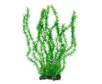 צ'יקוס - צמח ירוק לאקווריום - 42.5 ס"מ