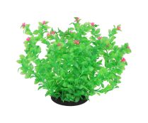 צ'יקוס - שיח בצבעי ירוק ואדום - 42.5 ס"מ