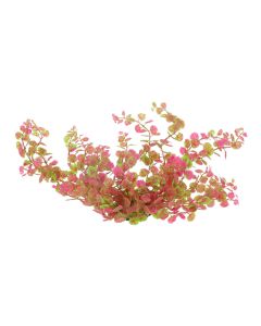 צ'יקוס - שיח בשקית בצבעי ירוק ואדום - 42.5 ס"מ