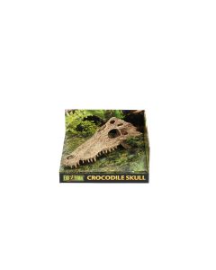 אקזוטרה - גולגולת לטרריום - תנין