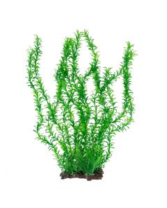 צ'יקוס - צמח ירוק לאקווריום - 42.5 ס"מ
