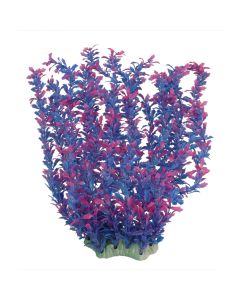 צ'יקוס - שיח בצבע סגול - 55 ס"מ