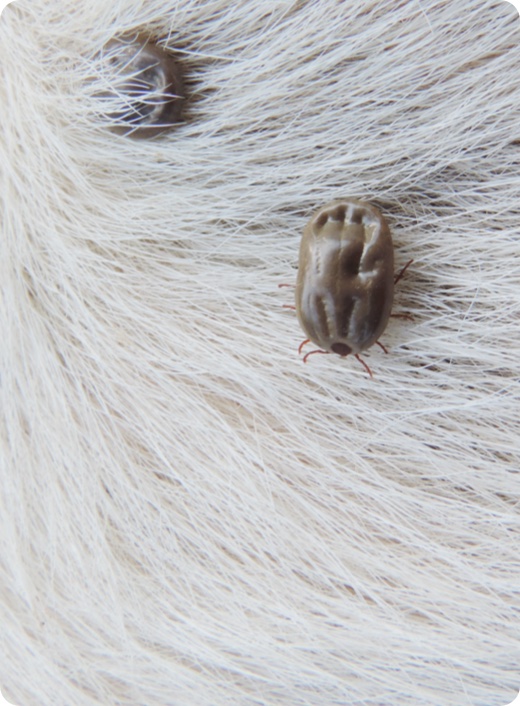 10 עובדות מעניינות ומפתיעות שכנראה לא ידעתם על פרעושים וקרציות 